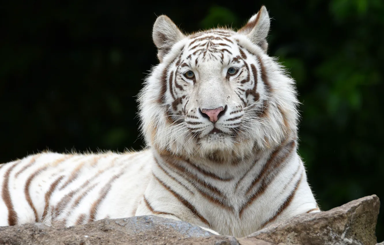 Фото обои белый, взгляд, морда, тигр, темный фон, портрет