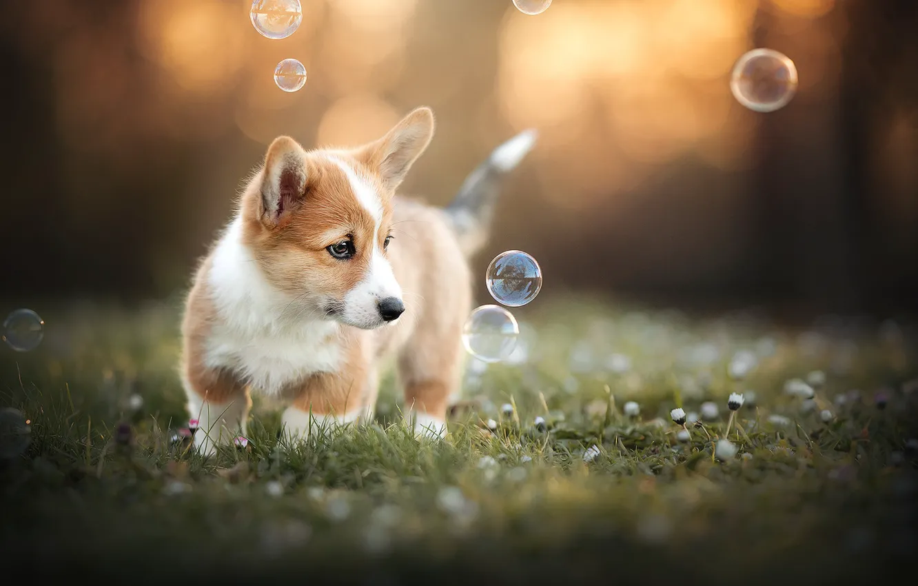 Фото обои цветы, собака, мыльные пузыри, щенок, боке, пёсик, Вельш-корги