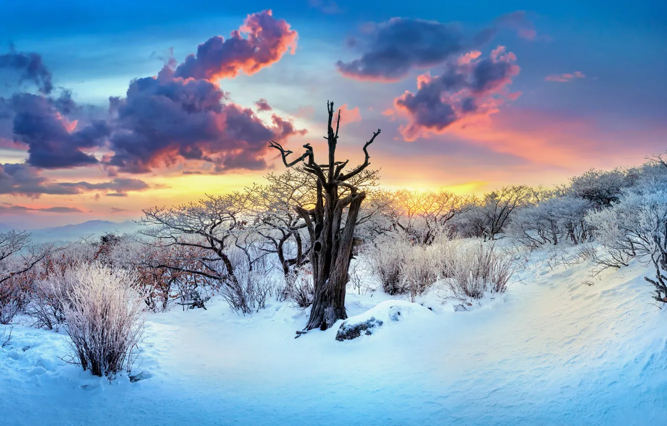 Фото обои зима, облака, свет, снег, закат, ветки, природа, синева