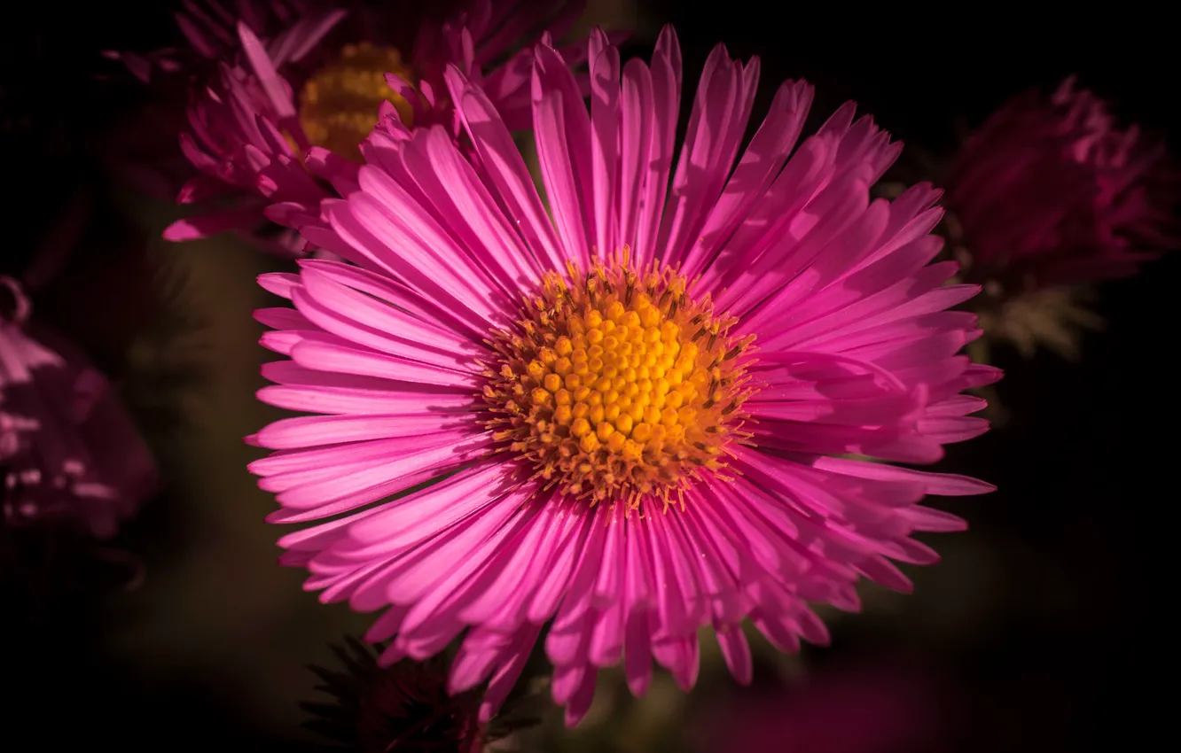 Фото обои цветок, темный фон, розовая, лепестки, астра