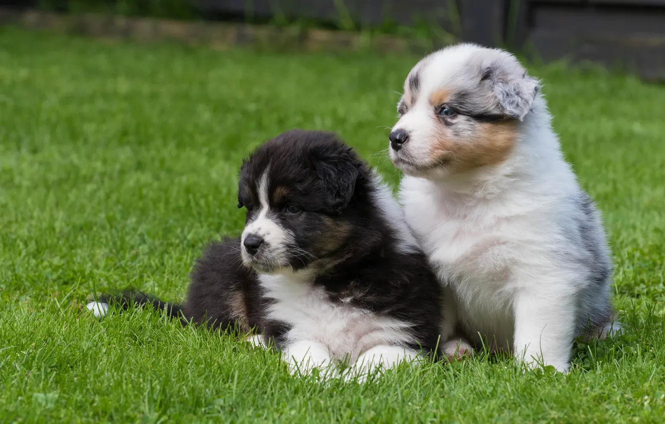 Фото обои собаки, щенки, малыши, парочка, Австралийская овчарка, Аусси
