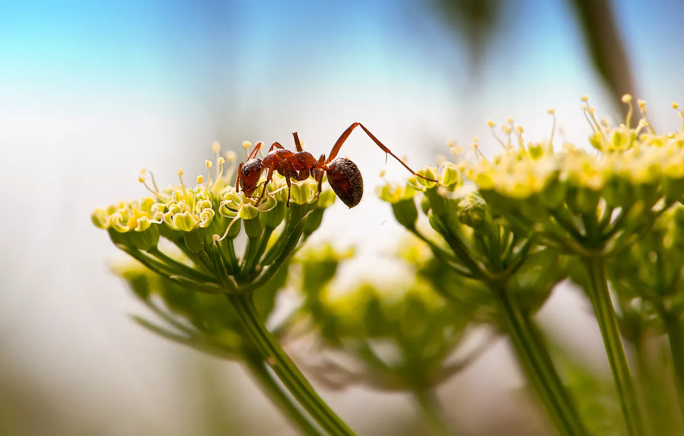 Фото обои цветок, макро, муравей, насекомое