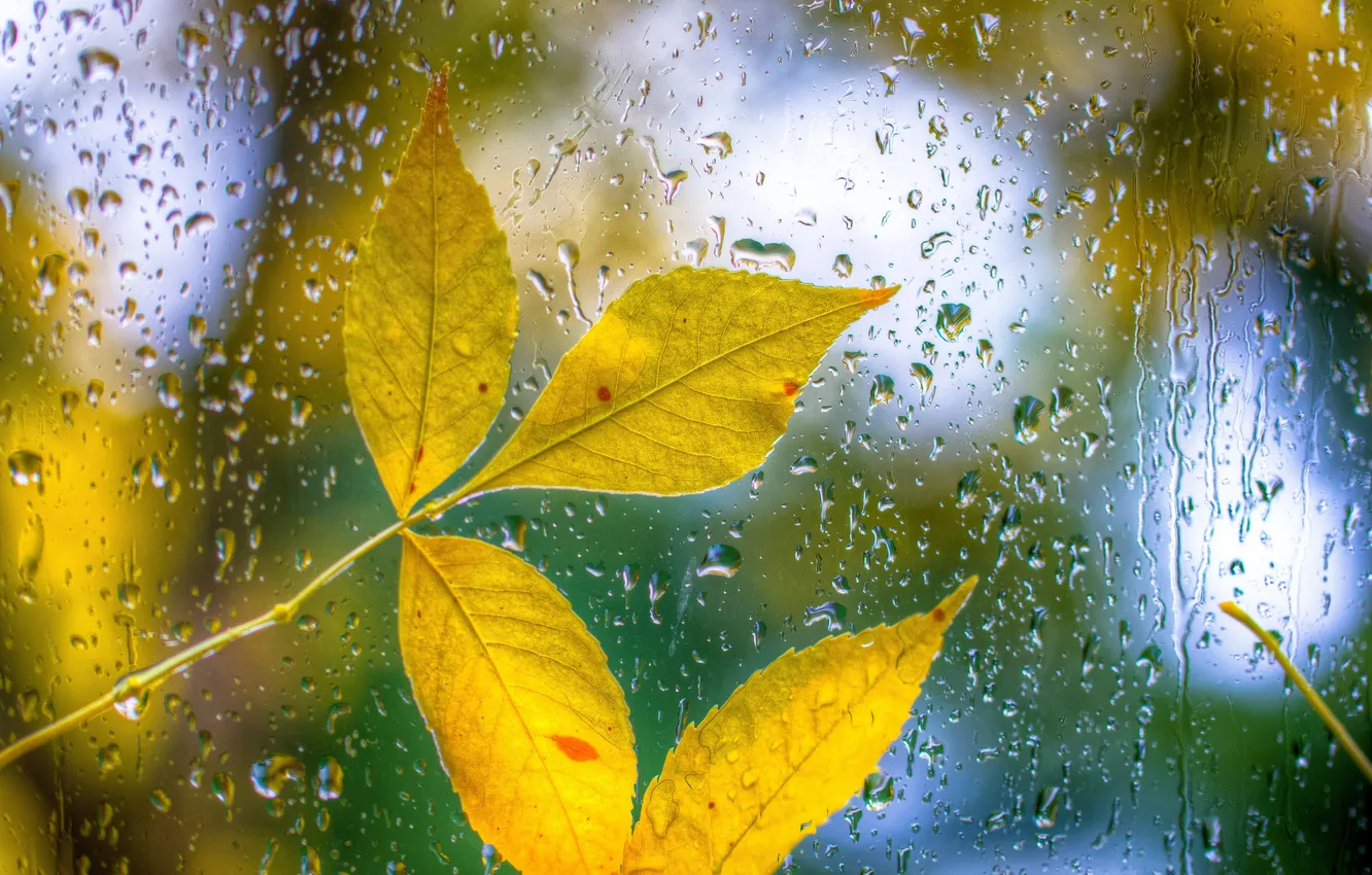Фото обои осень, стекло, листья, капли, лист, дождь