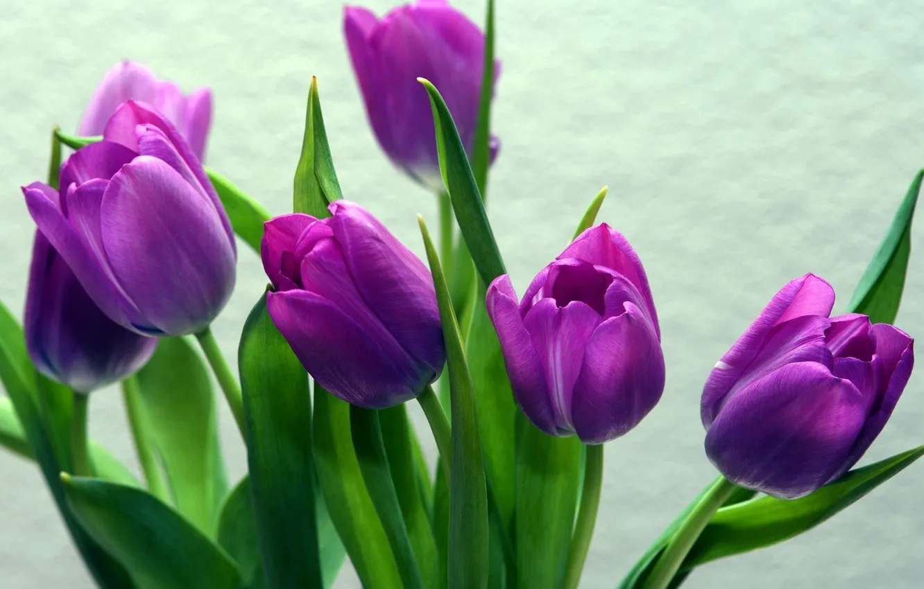 Фото обои цветы, лепестки, тюльпаны