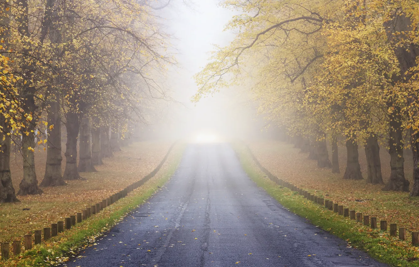 Фото обои дорога, осень, лес