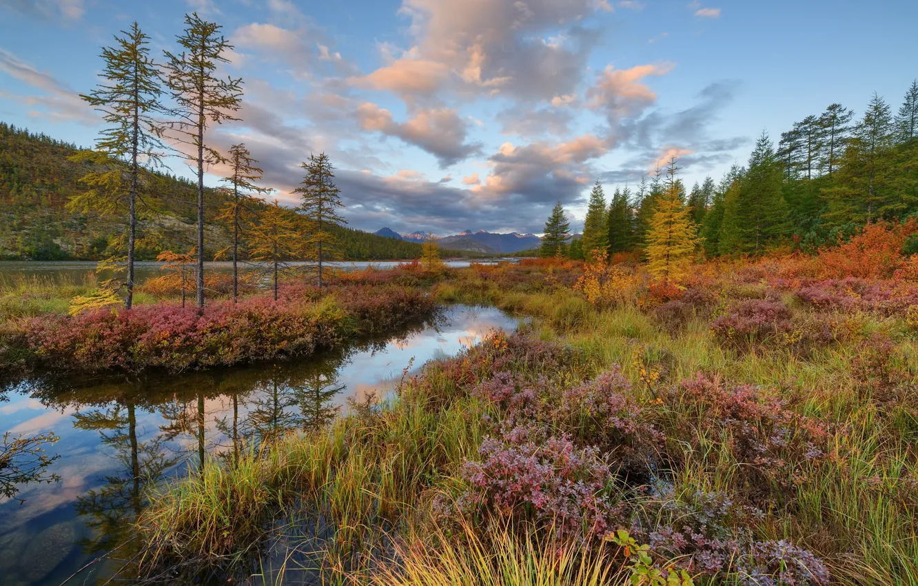 Фото обои осень, трава, пейзаж, горы, природа, леса, Колыма, Максим Евдокимов