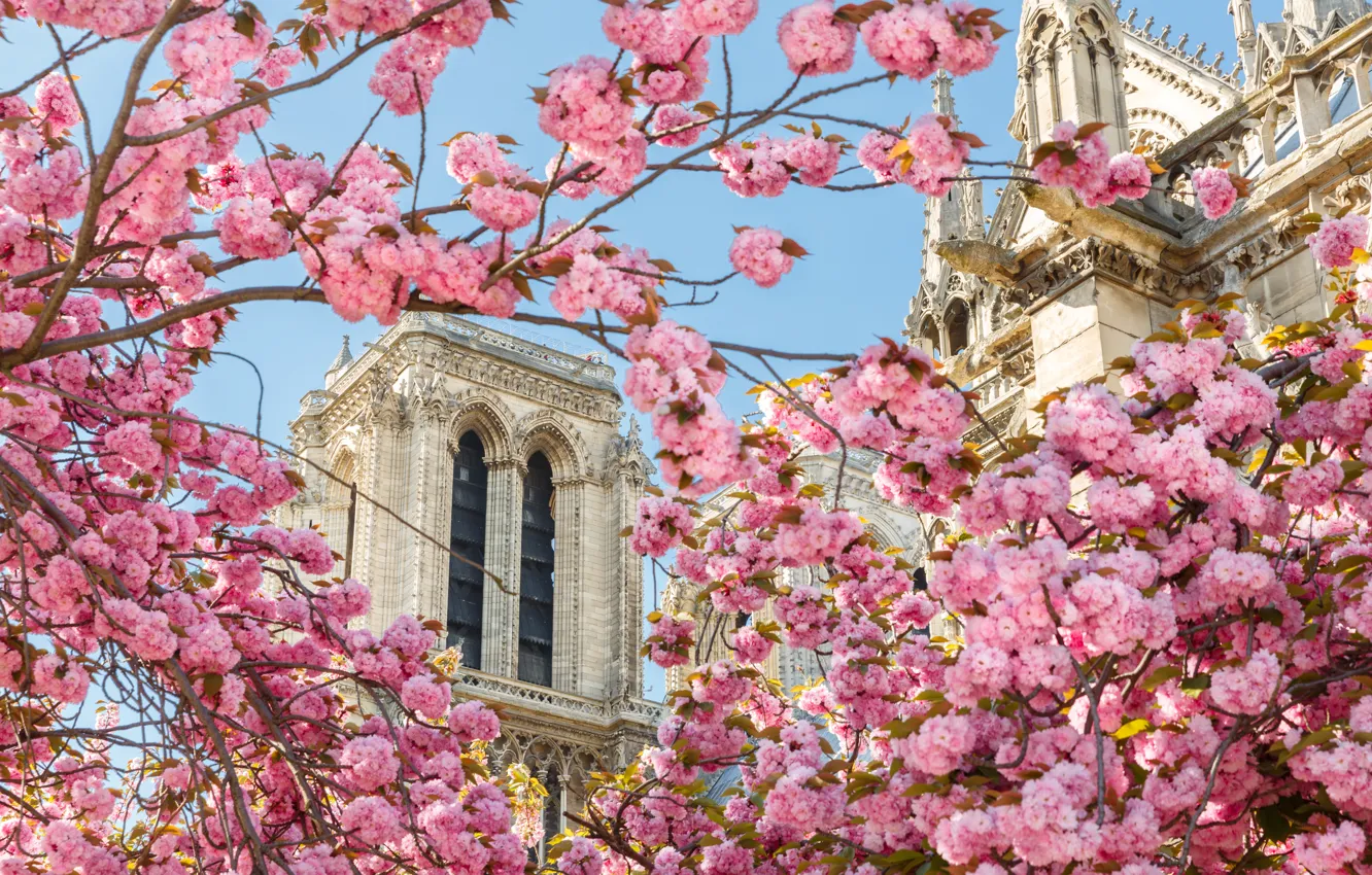 Фото обои цветы, Франция, Париж, весна, Собор Парижской Богоматели