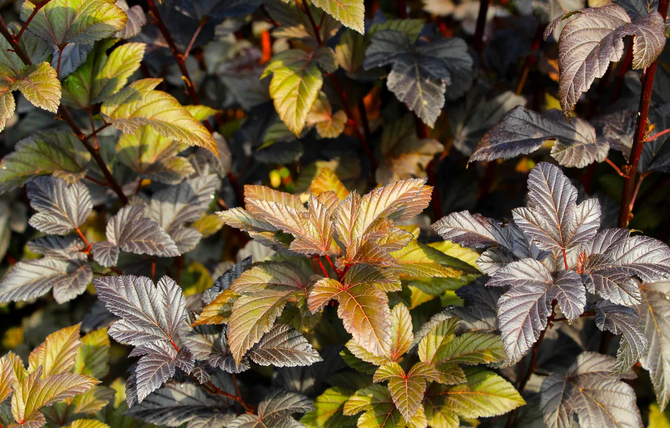 Фото обои color, leaf, plant, twig