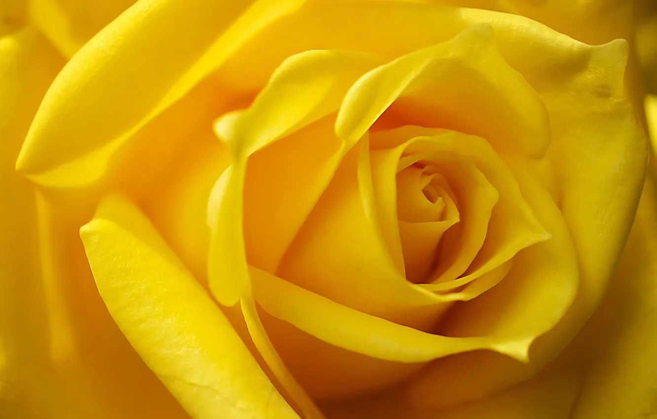Фото обои макро, роза, бутон, жёлтая роза