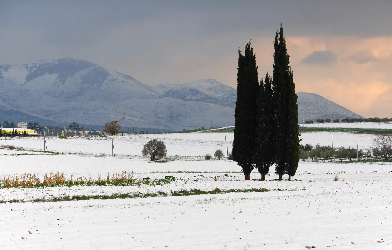 Фото обои снег, закат, горы, кипарисы
