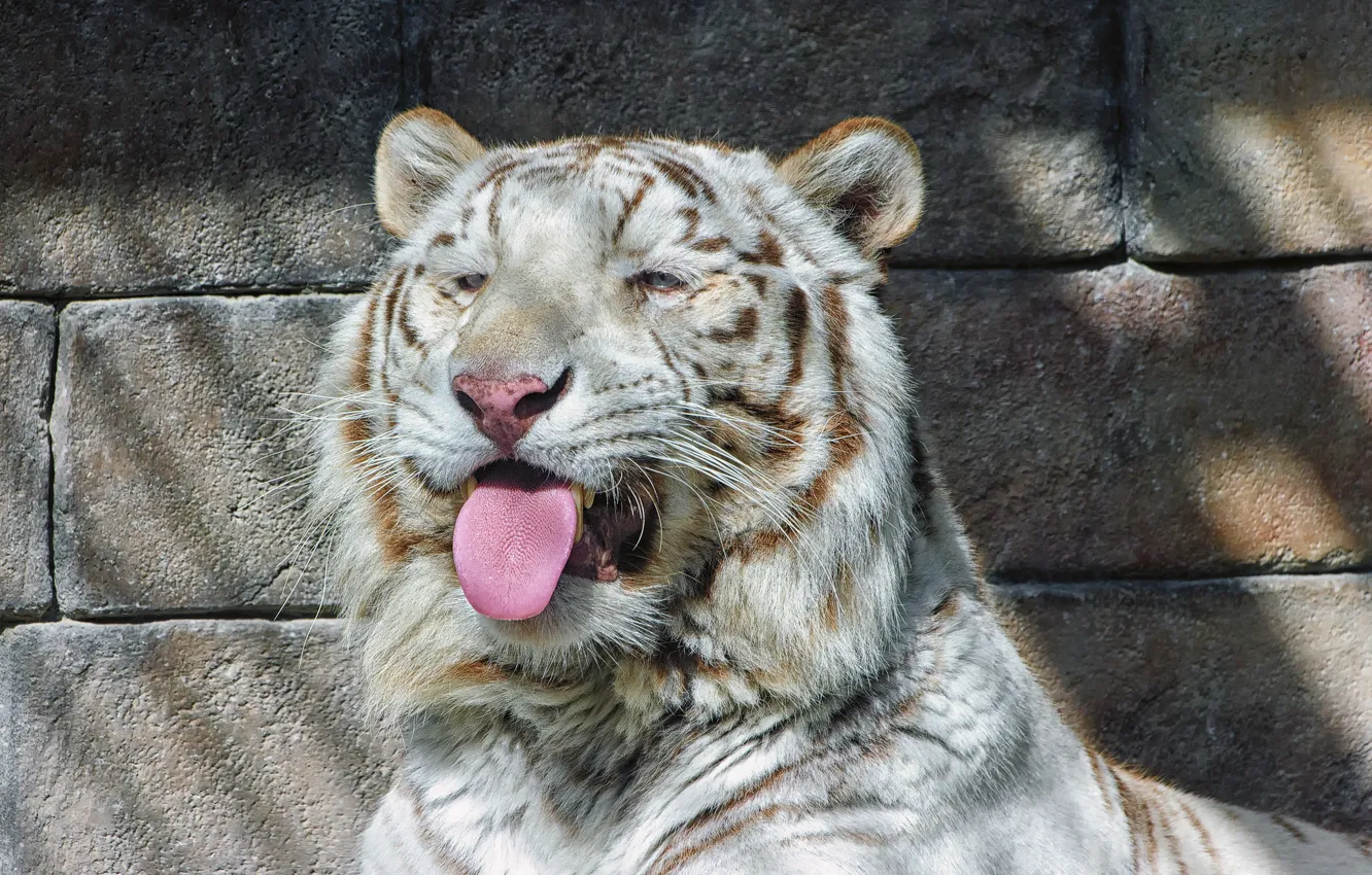 Фото обои язык, кошка, морда, тень, белый тигр