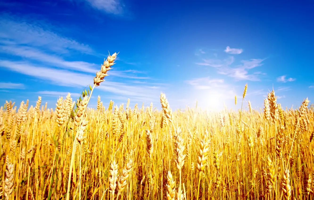 Фото обои golden, sky, field, blue, wheat, ears