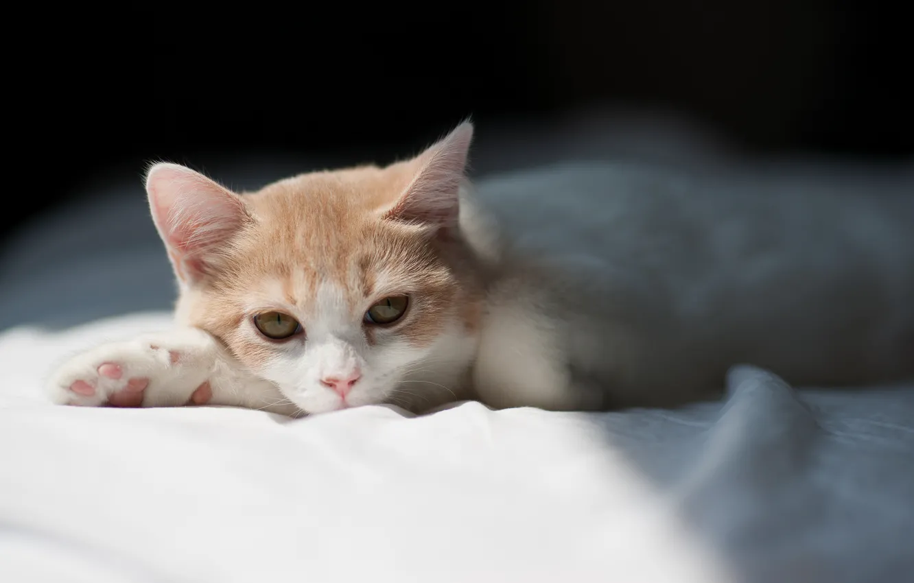 Фото обои котенок, отдых, © Ben Torode, Hannah