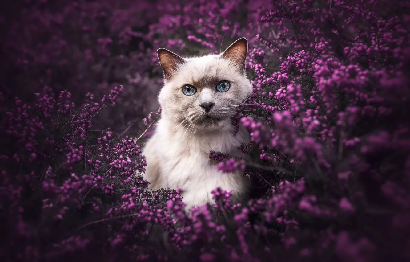 Фото обои кошка, взгляд, поза, мордашка, кот