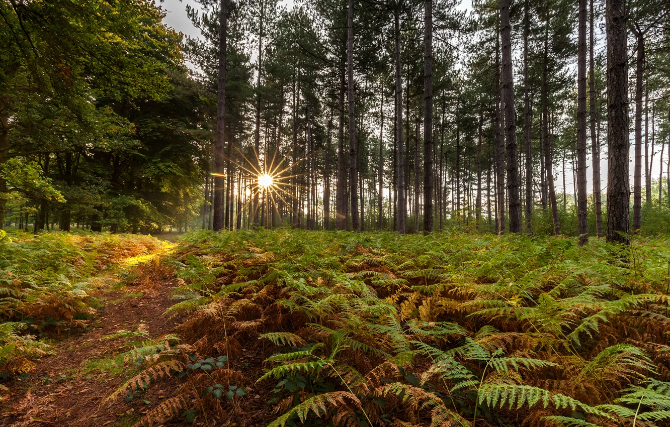 Фото обои лес, деревья, папоротник, лучи солнца