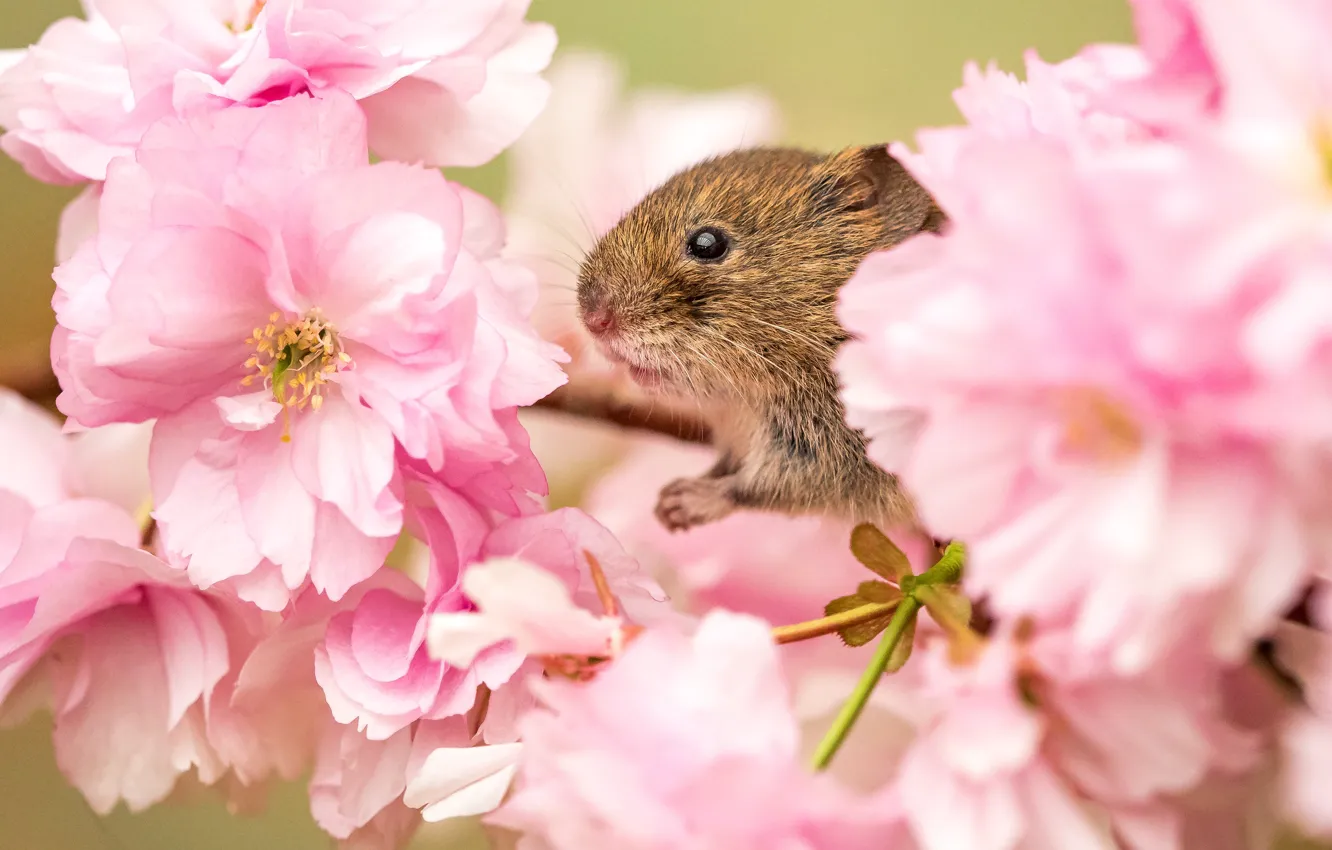 Фото обои цветы, ветки, вишня, фон, весна, мышь, сакура, мышка