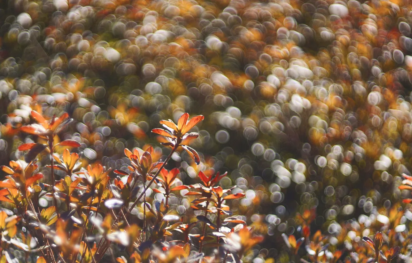 Фото обои поле, осень, листья, растение, луг, блик