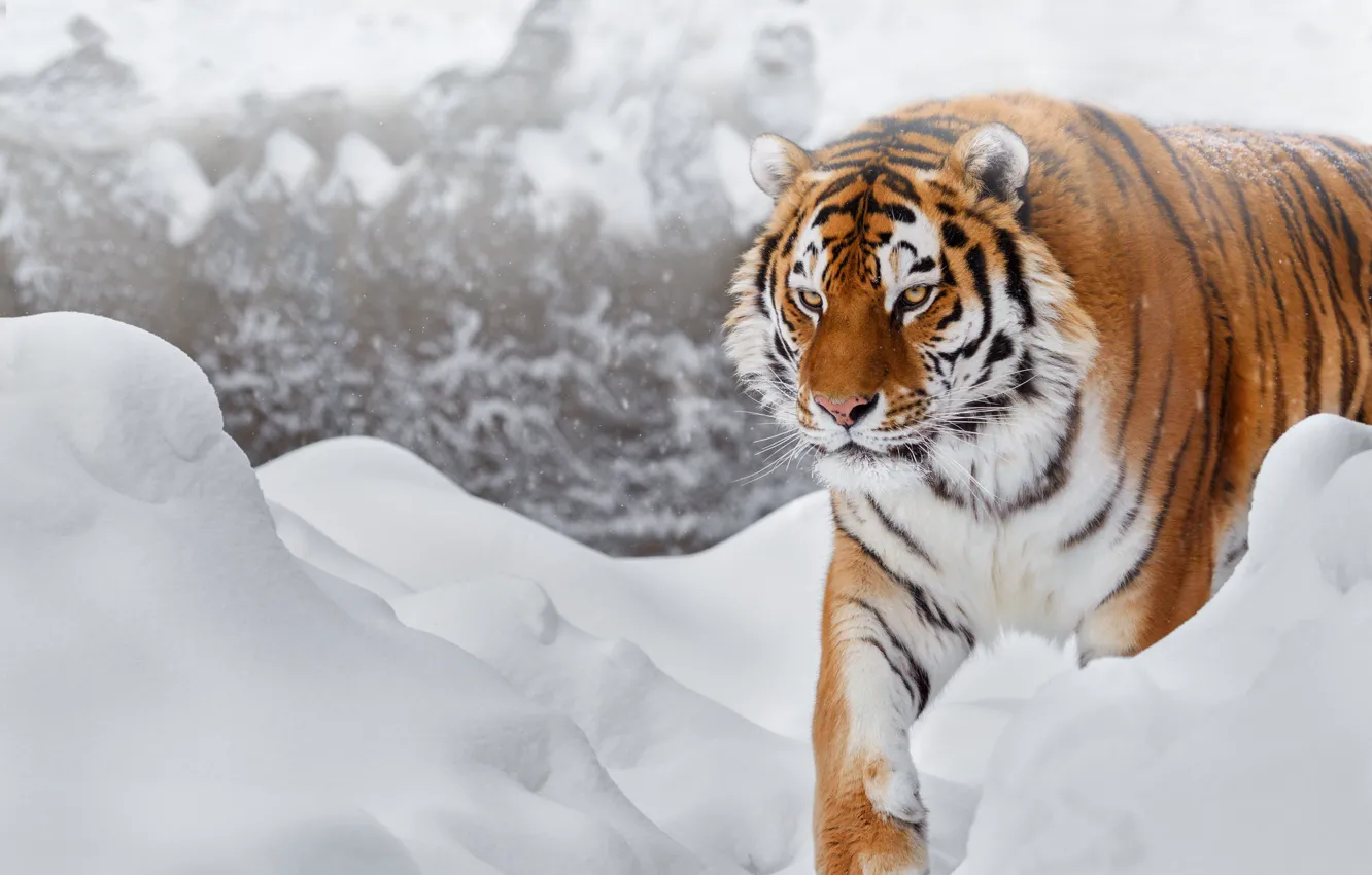 Фото обои зима, взгляд, морда, снег, тигр, фон, лапы, сугробы
