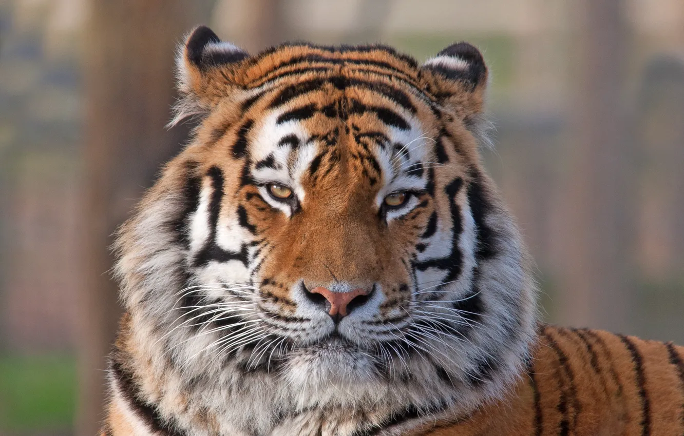 Фото обои взгляд, морда, тигр, животное, хищник, окрас