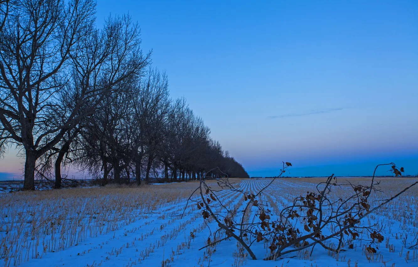 Фото обои поле, небо, снег, деревья, вечер