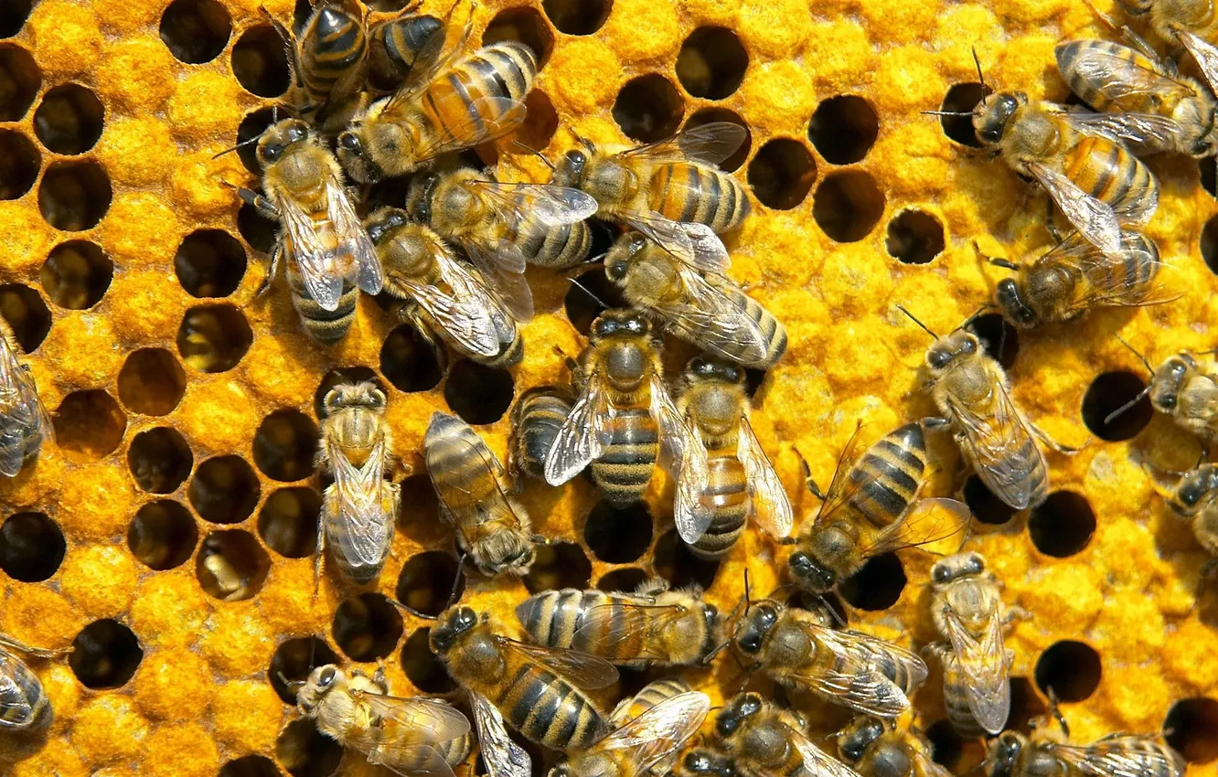 Фото обои соты, пчелы, мед