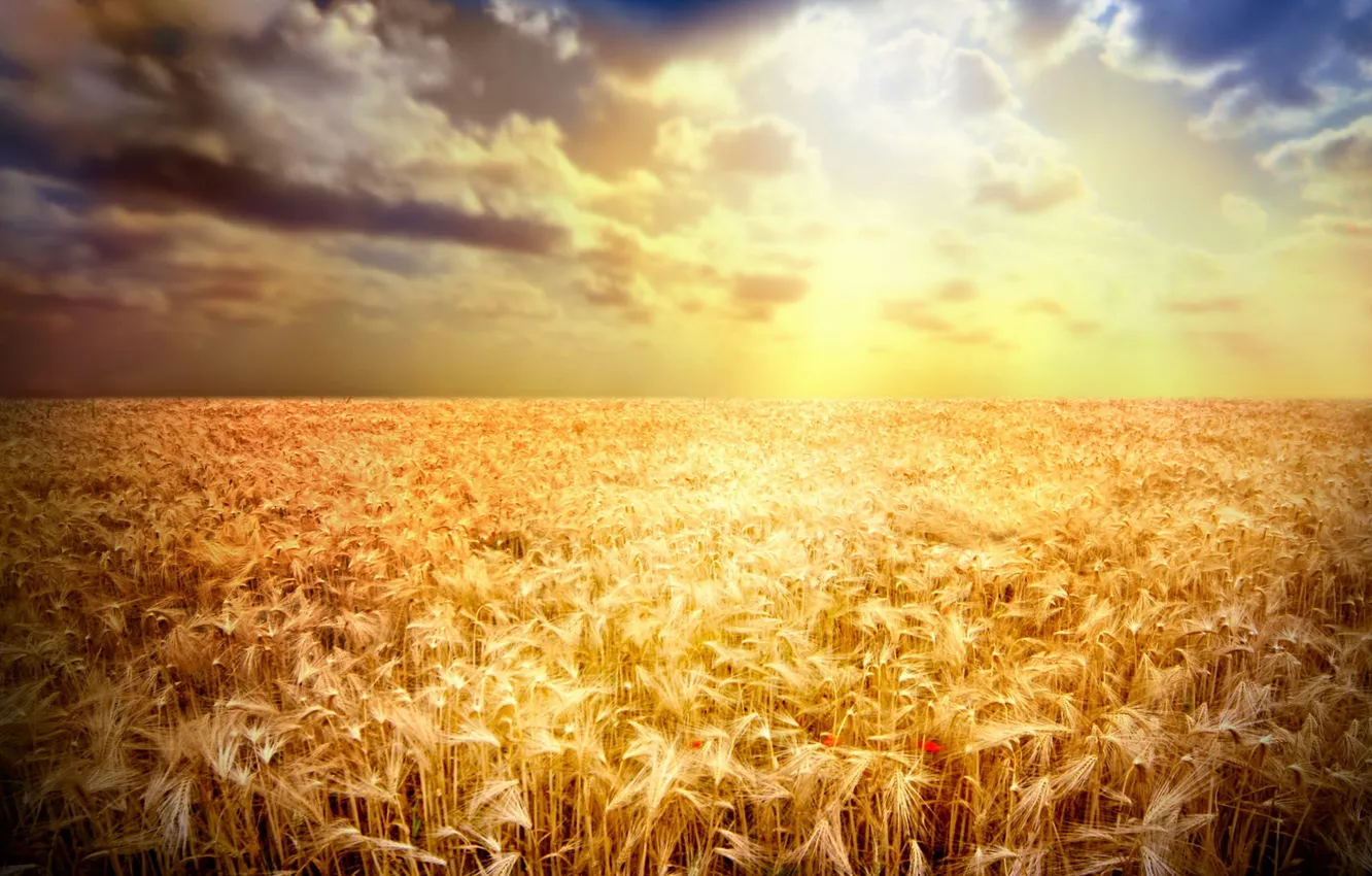 Фото обои пшеница, поле, лучи, закат, мак, колосья, золотистый