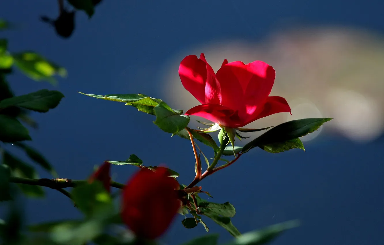Фото обои листья, роза, куст, лепестки