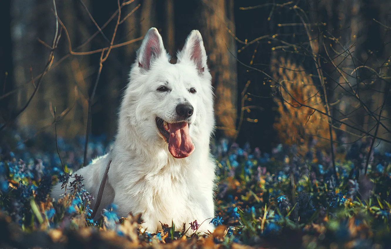 Фото обои лес, язык, морда, цветы, ветки, портрет, собака, Белая швейцарская овчарка