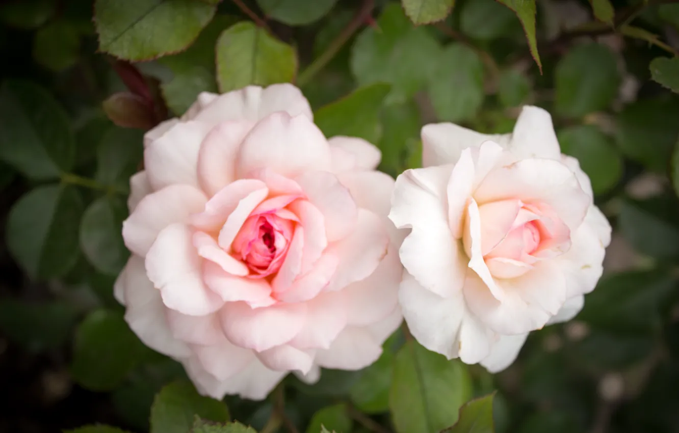 Фото обои Цветы, Бутон, Розы