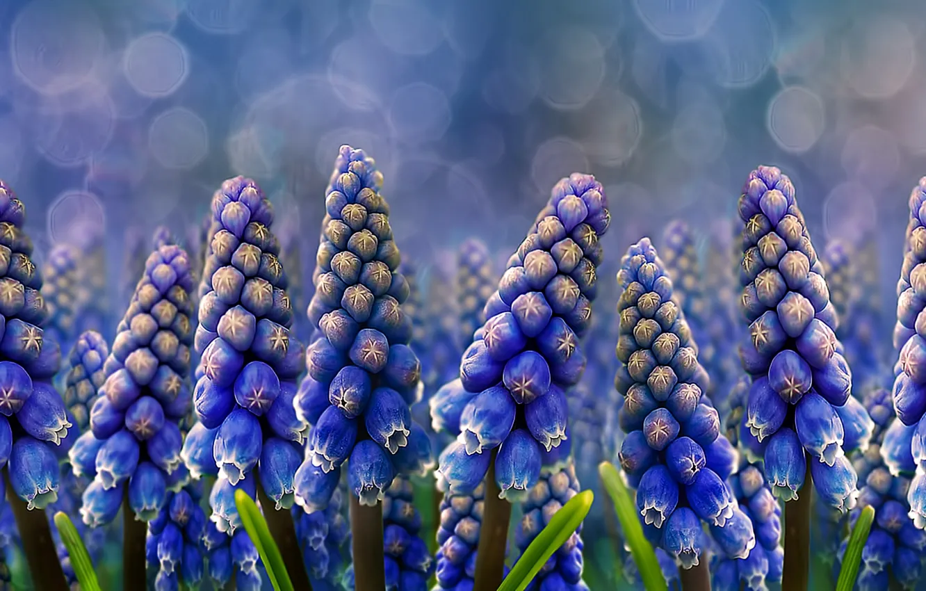 Фото обои цветы, природа, Muscari, Grape Hyacinths