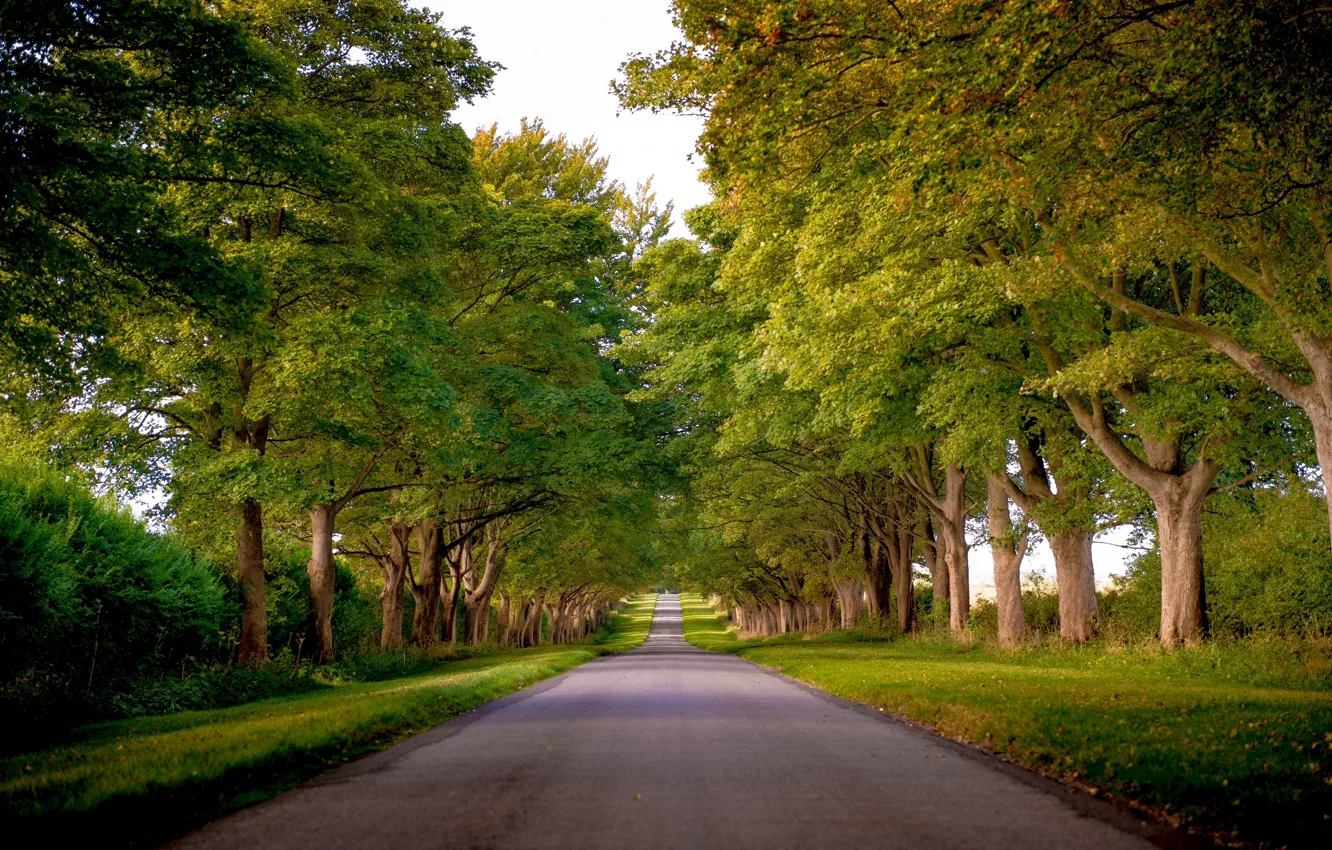 Фото обои дорога, деревья, Англия, аллея, England, Norfolk, Kings Avenue, Норфолк