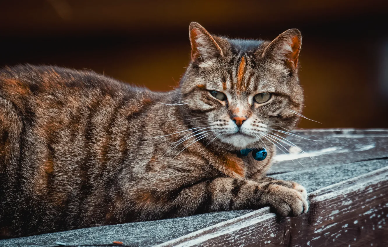 Фото обои кошка, кот, взгляд, поза, мордашка