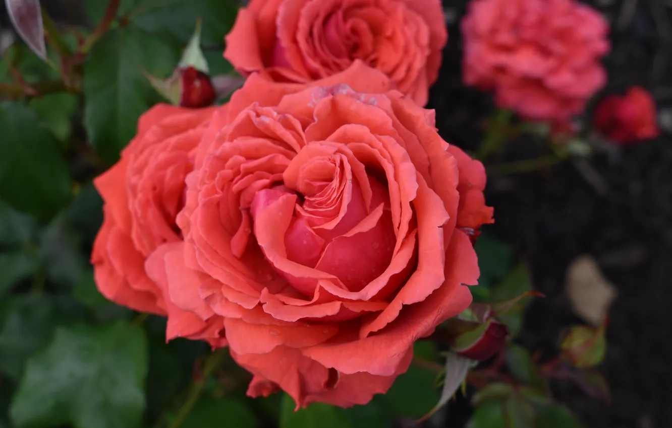 Фото обои Розы, Roses, Боке, Bokeh