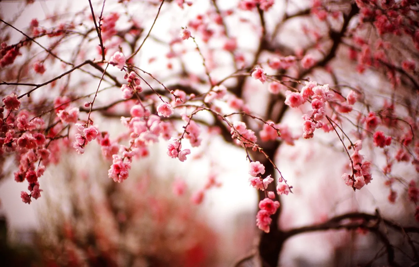Фото обои цветы, ветки, весна, Сакура