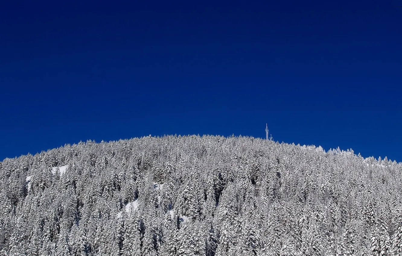 Фото обои зима, снег, деревья, синий