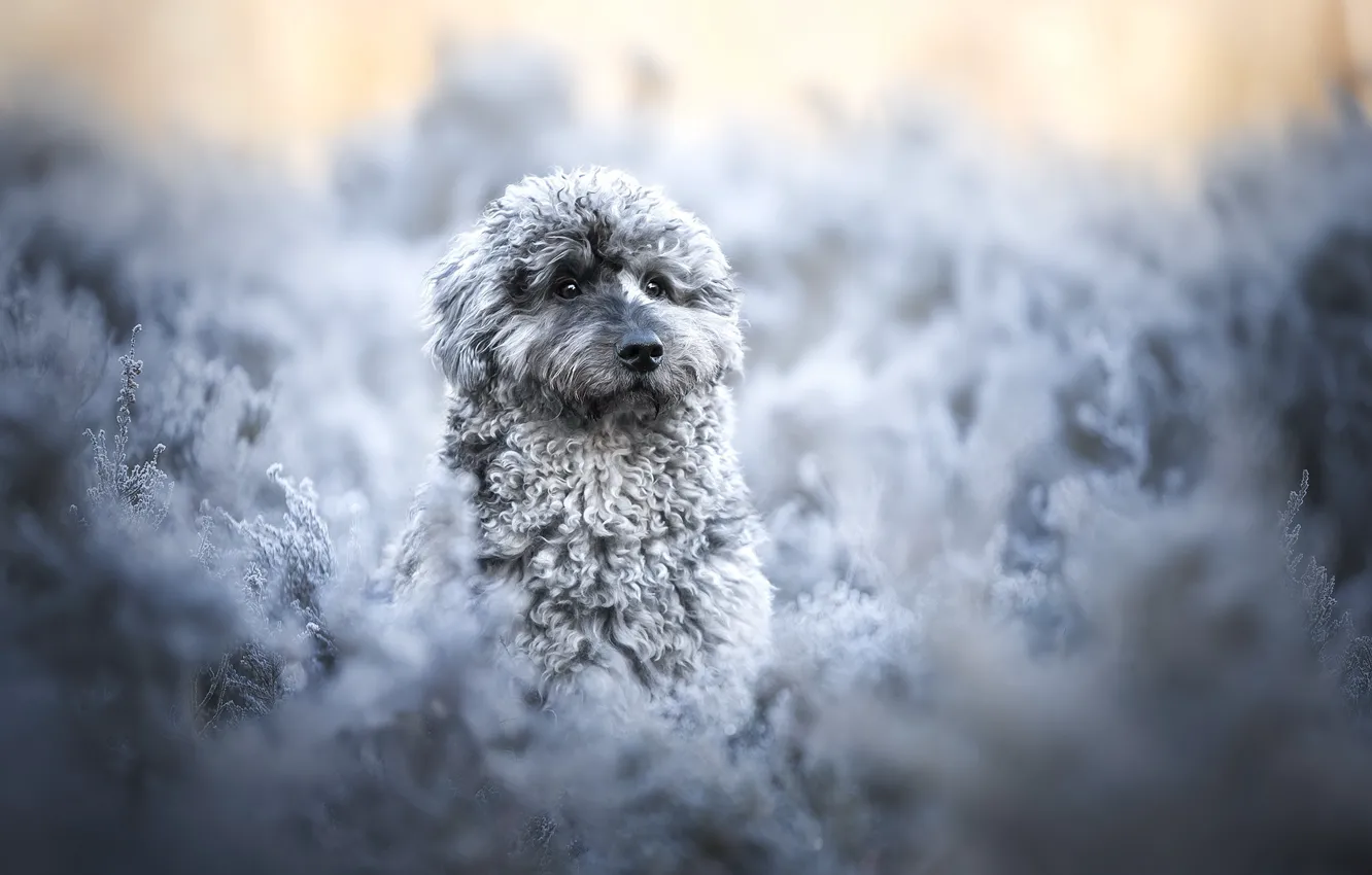 Фото обои зима, природа, собака