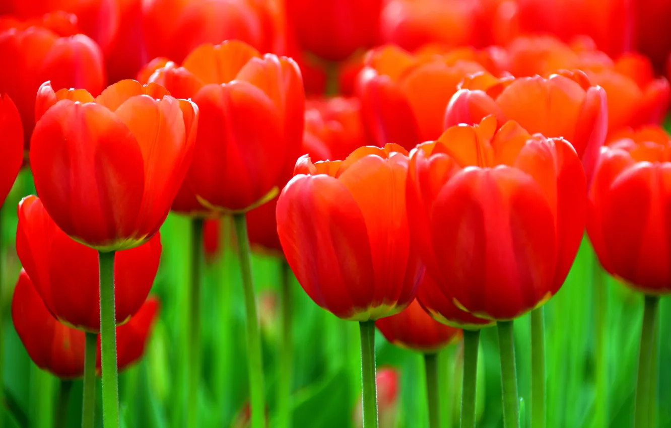 Фото обои тюльпаны, красные, бутоны