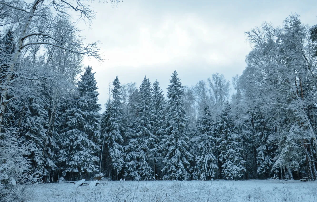 Фото обои зима, лес, снег, деревья, мороз, forest, trees, winter