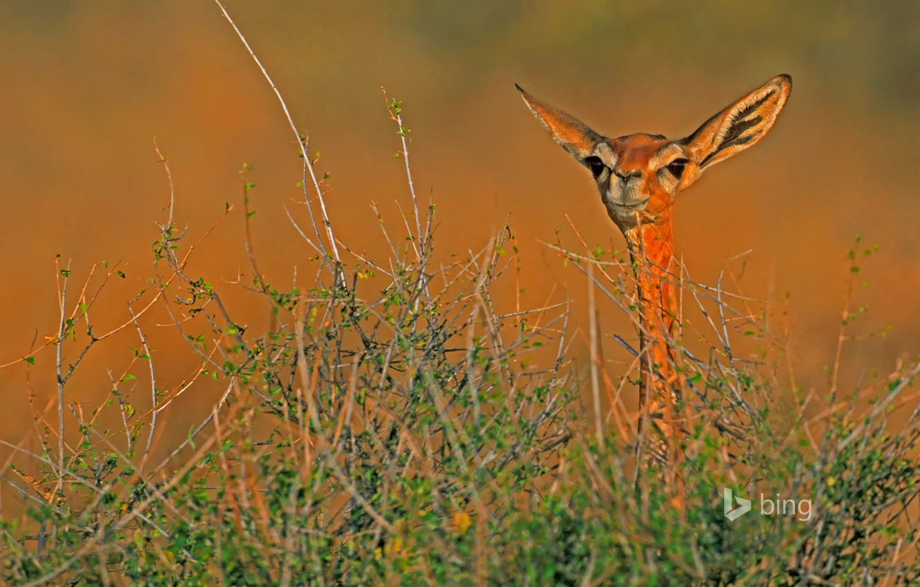 Фото обои Африка, Кения, антилопа, геренук, Национальный заповедник Самбуру, жирафовая газель