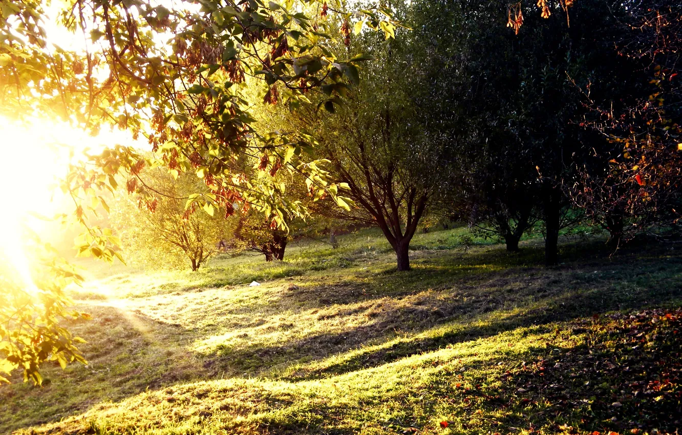 Фото обои лето, солнце, деревья, поляна