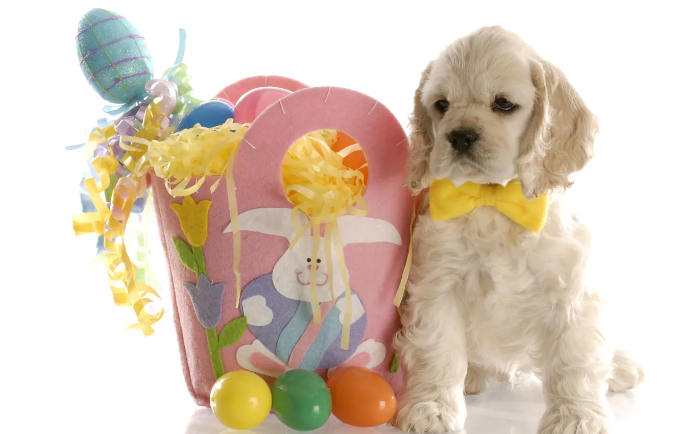 Фото обои яйцо, собака, пасха, щенок, спаниель, easter