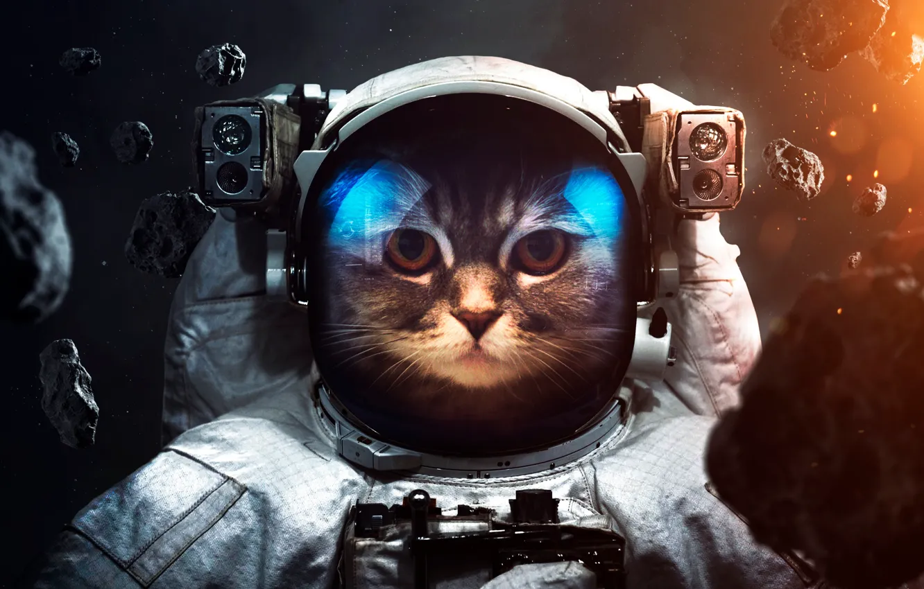 Фото обои кот, космос, космонавт, скафандр, Catstronaut