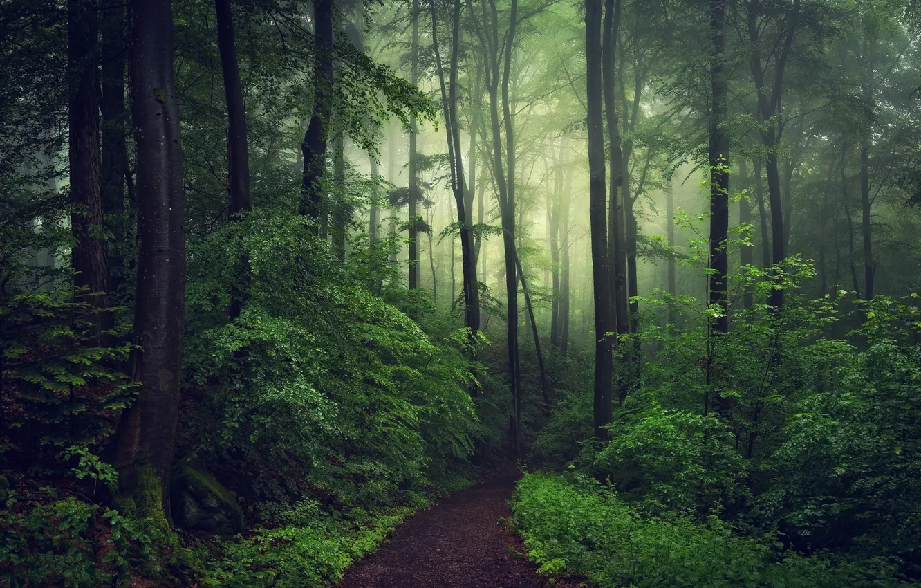 Фото обои лес, туман, фото, вечер