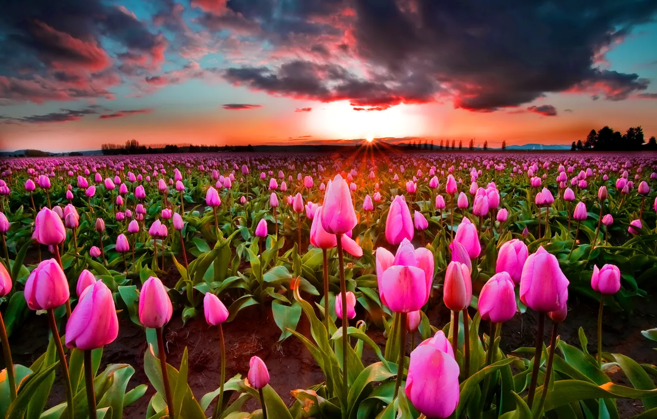 Фото обои поле, небо, закат, тюльпаны
