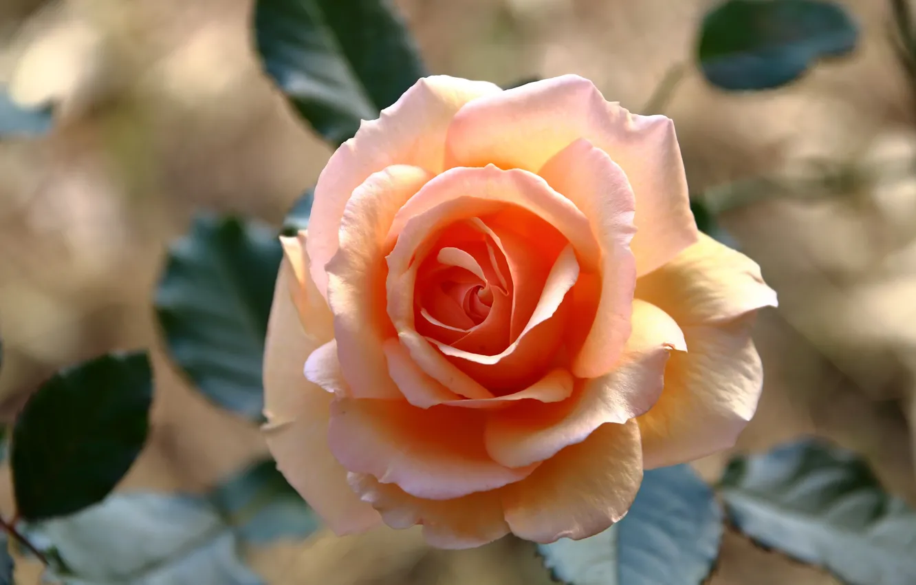 Фото обои цветок, листья, свет, розовая, роза, оранжевая