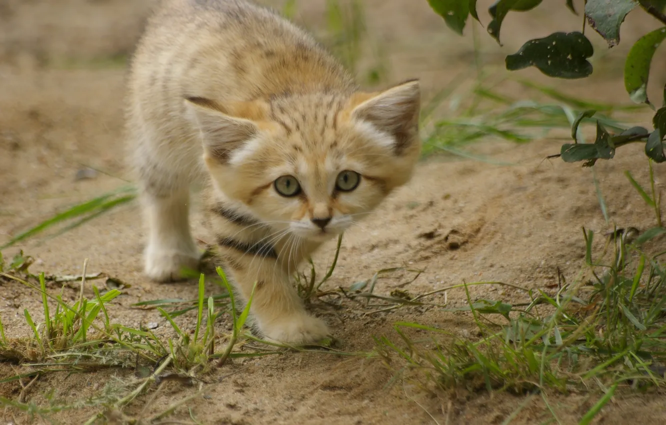 Фото обои трава, взгляд, котёнок, барханная кошка, sand cat