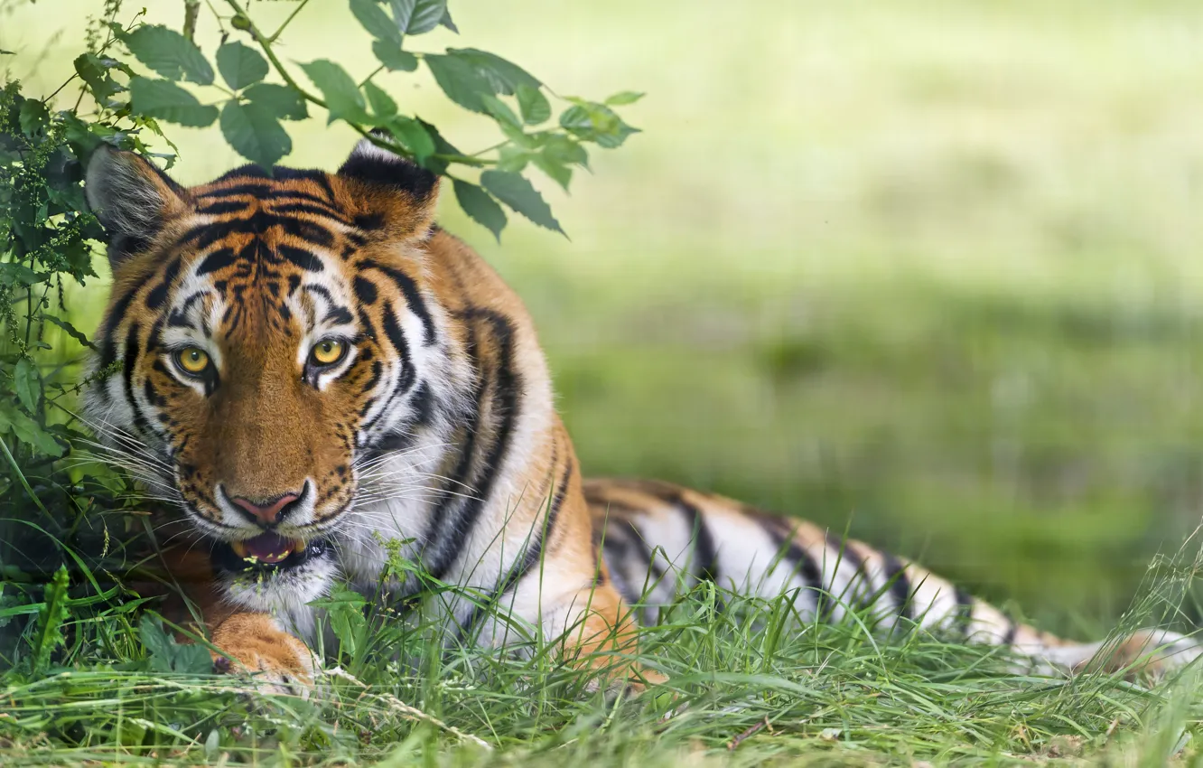 Фото обои кошка, трава, тигр, ©Tambako The Jaguar