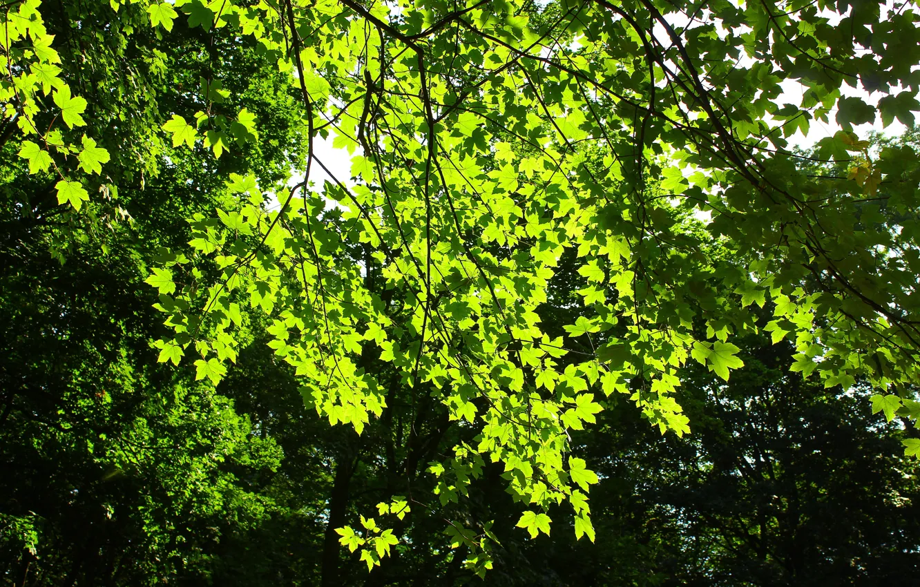 Фото обои green, tree, leaf