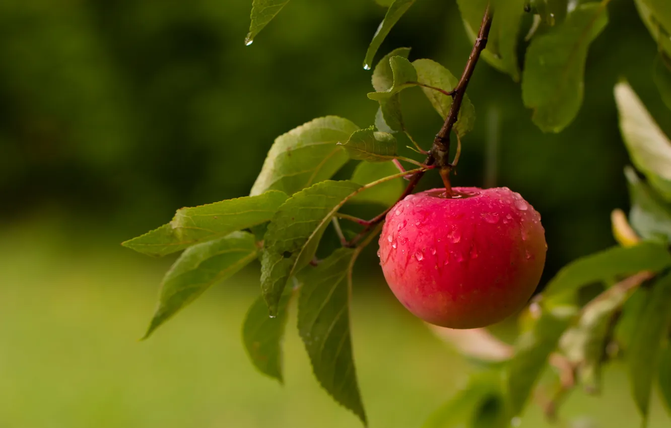 Фото обои лето, яблоко, фрукт