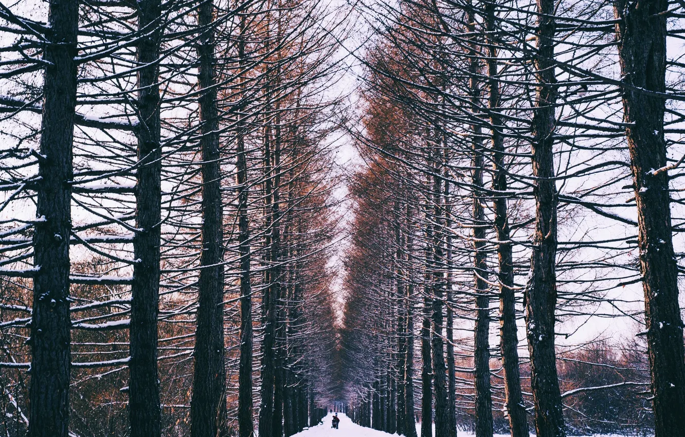 Фото обои зима, лес, снег, люди, аллея